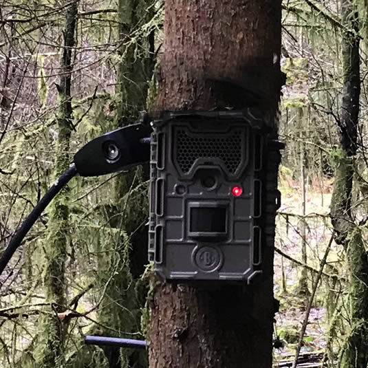 Trail cameras