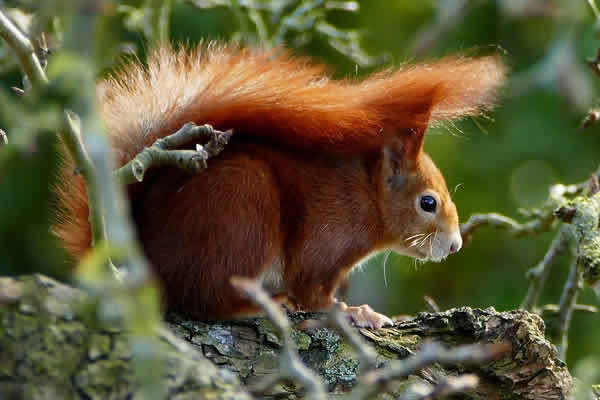 Bright red squirrel