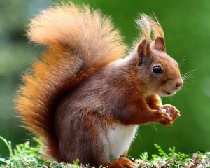 Typical red squirrel