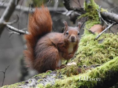 Red squirrel