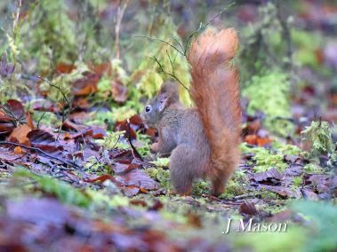 Red squirrel foraging
