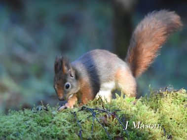 Red squirrel foraging