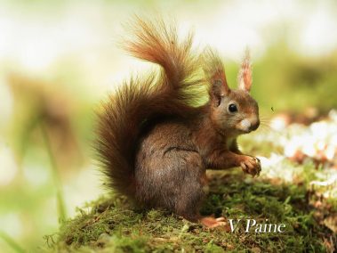 Red squirrel