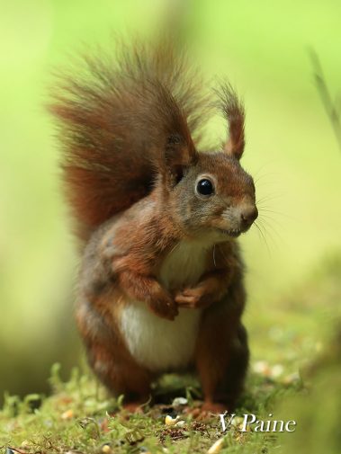 Red squirrel, May 2019