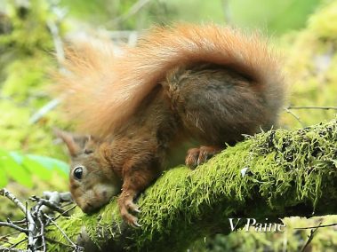 Red squirrel scent marking