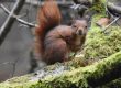 Red Squirrel
