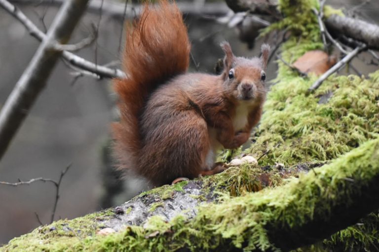 Red Squirrel