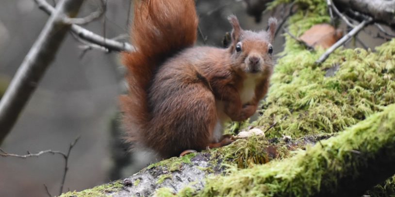Red Squirrel