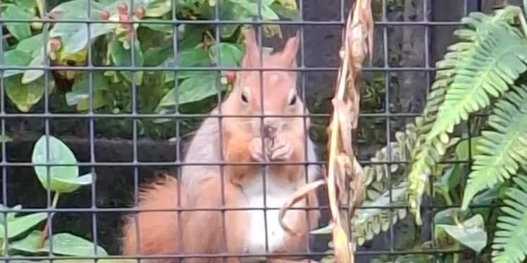 Red squirrel at Welsh Mountain Zoo